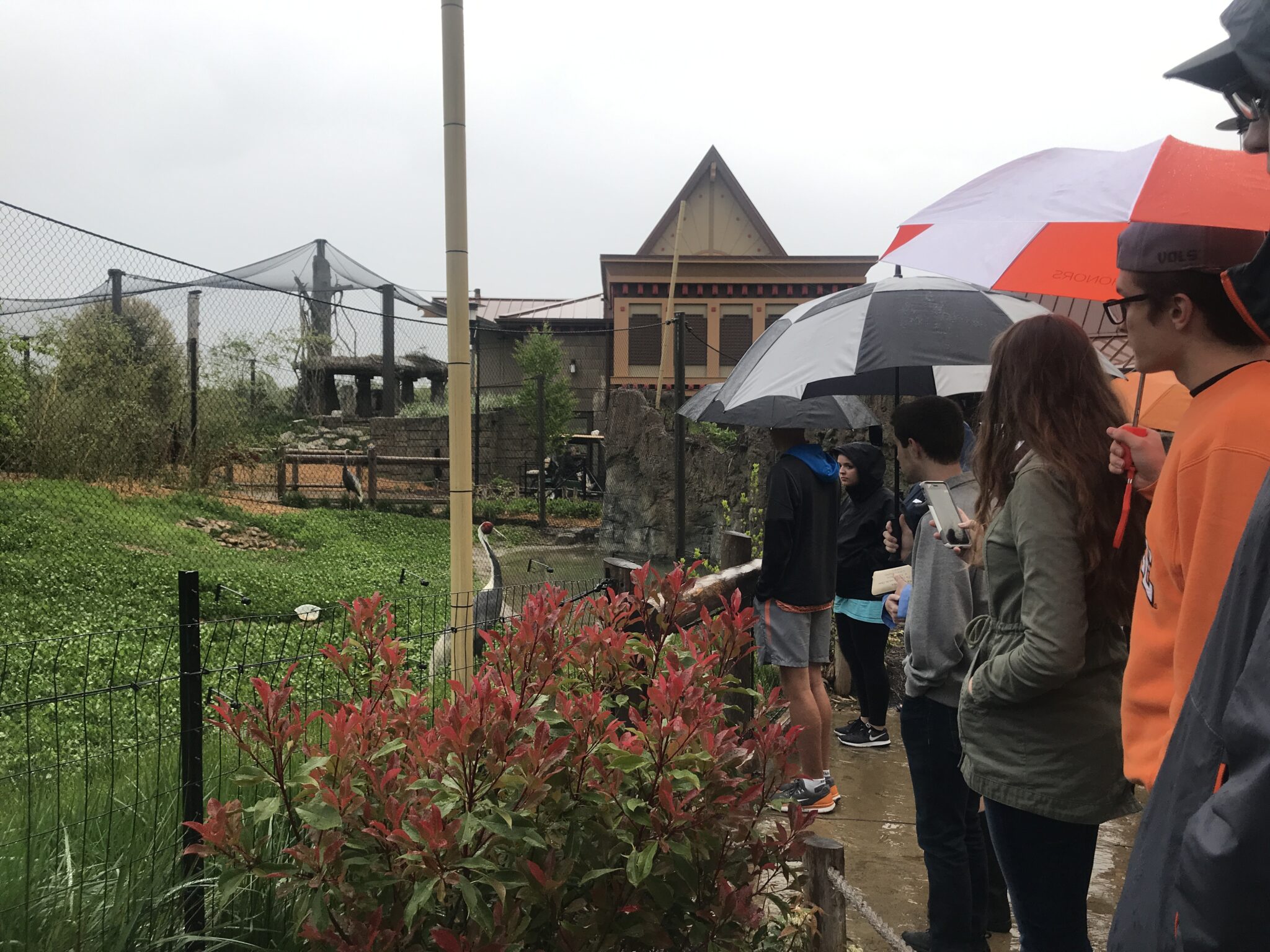 Honors Students Safari Through Zoo Knoxville Tennessee Journalist