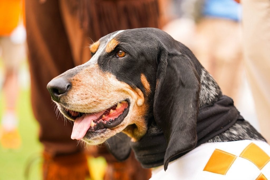 Smokey smiles handsomely when Tennessee played South Carolina in Neyland Stadium on October 27, 2019. Photo/ Ben Gleason