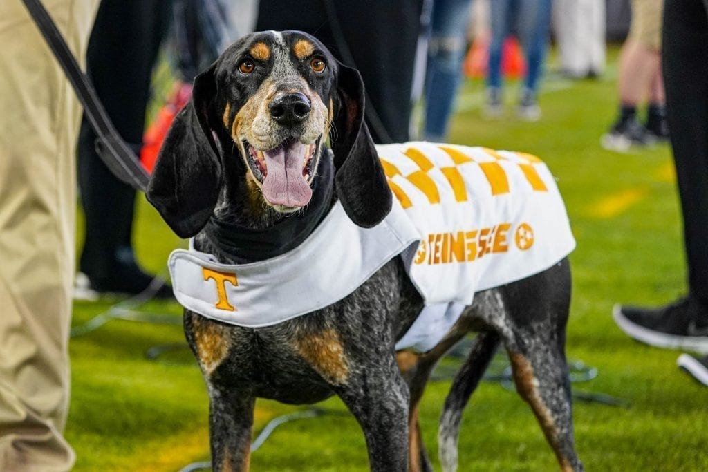 Smokey X stands on the sidelines when Tennessee played Indiana in the Tax Slayer Gator Bowl on Jan. 1, 2020. Photo/ Ben Gleason
